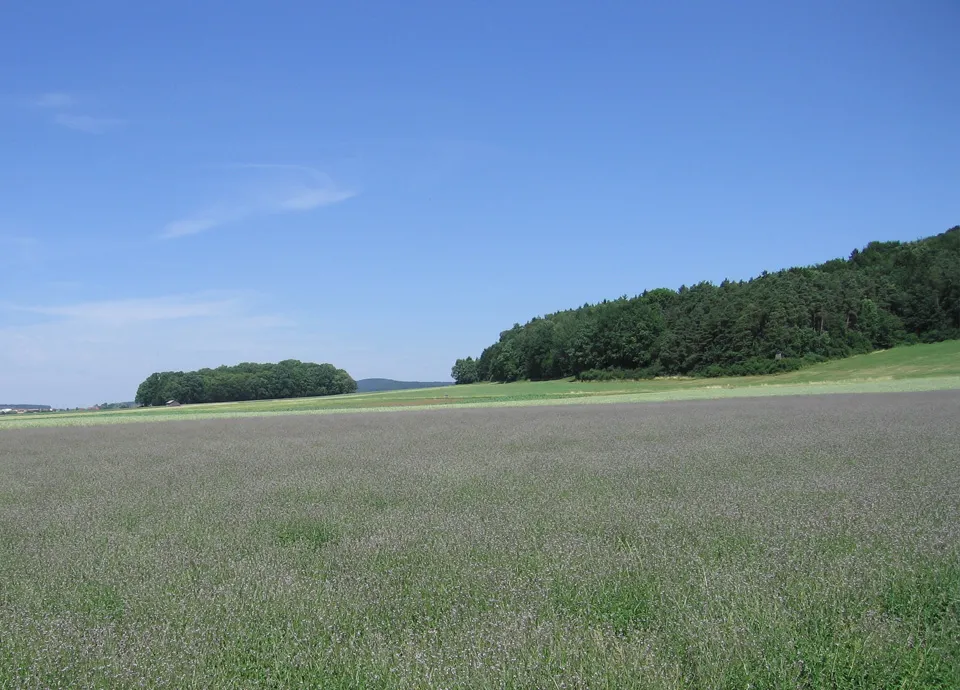 Выращивание вербены